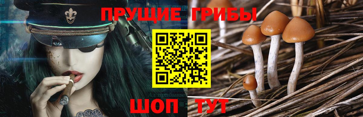 Дедовск  Псилоцибиновые грибы Psilocybine cubensis  Вход с VPN 